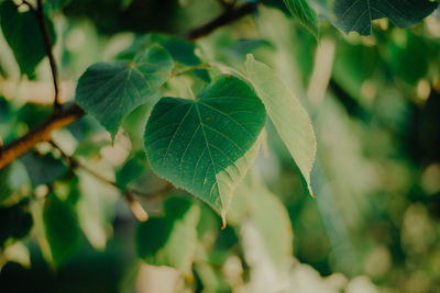 Close-up of green leaves