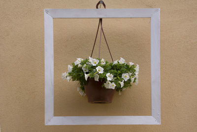 Directly above shot of white flowering plants hanging against wall