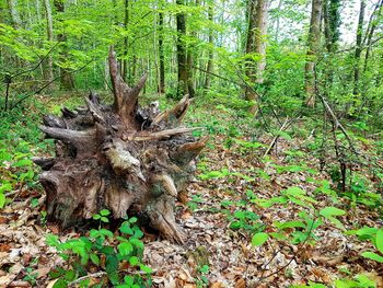 View of tree trunks in forest