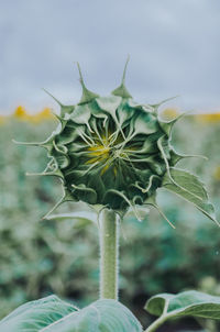 Close-up of plant
