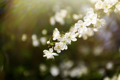 Close-up of white flowers on tree