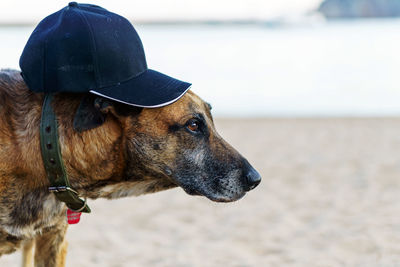 Close-up of dog by water