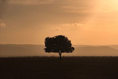 View of lone tree on landscape at sunset