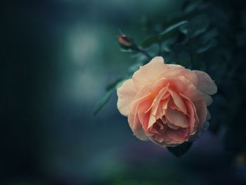 Close-up of rose blooming outdoors