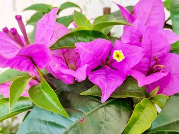 Close-up of pink flowering plants