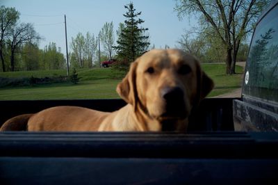 Dog standing on grass