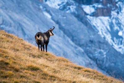 Chamois standing on mountain