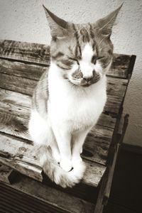 Close-up of cat sitting on hardwood floor