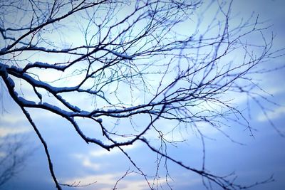 Low angle view of bare trees against sky