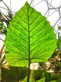 Low angle view of green leaves against sky