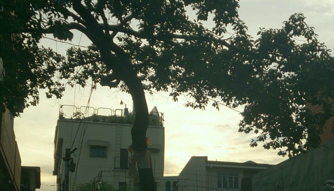 building exterior, architecture, built structure, tree, low angle view, sky, sunset, branch, residential building, house, residential structure, city, sunlight, building, silhouette, outdoors, growth, no people, sun, nature