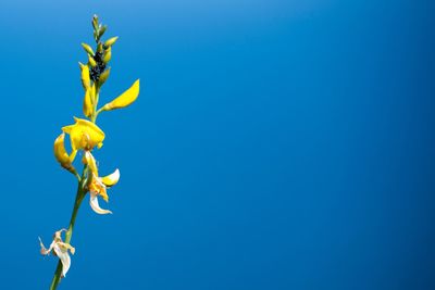 Low angle view of flowers against clear blue sky