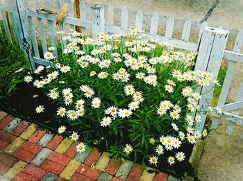 Close-up of white flowers blooming outdoors