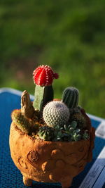 Close-up of succulent plant