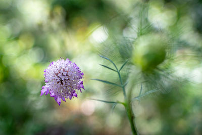 A single purple flower with a green background at the left of the frame taken in a forest 