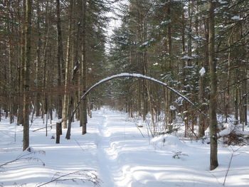 Snow covered land and trees in forest