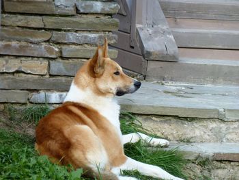 Close-up of dog sitting outdoors