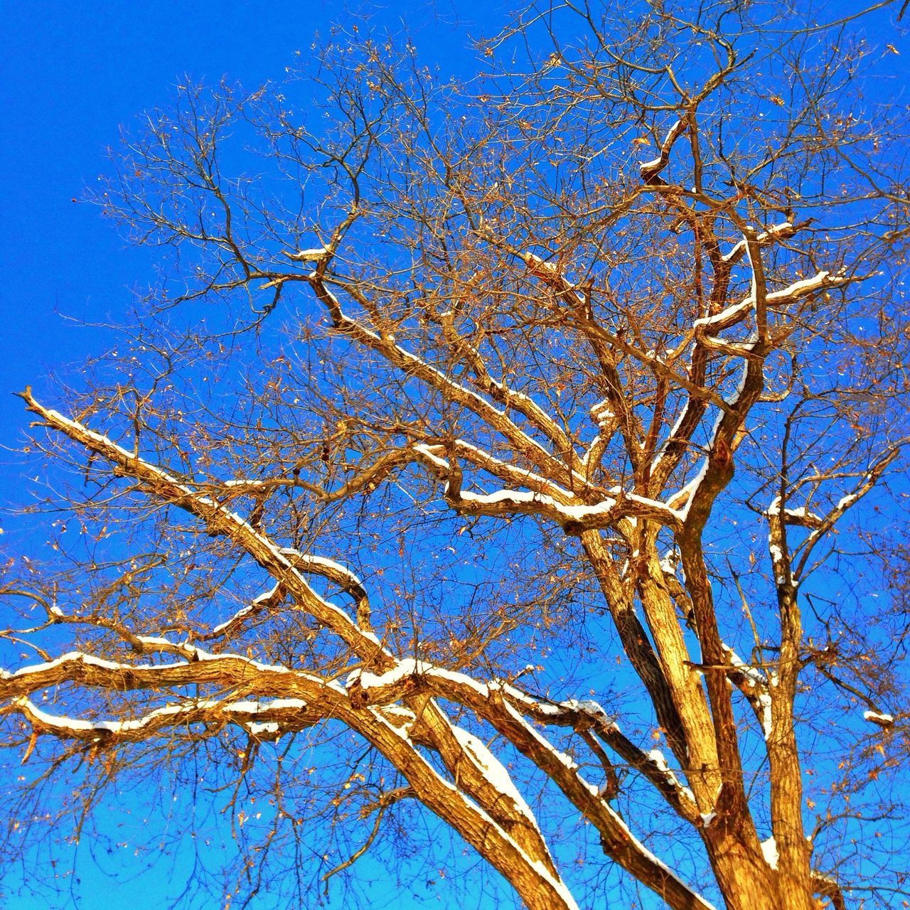 blue, bare tree, branch, tree, low angle view, clear sky, nature, tranquility, growth, beauty in nature, sky, tree trunk, day, outdoors, scenics, no people, dead plant, sunlight, tranquil scene, dry