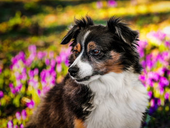 Close-up of dog looking away