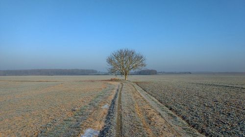 Scenic view of agricultural field against clear blue sky