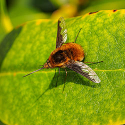 Close-up of insect pollinating flower