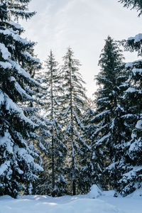 Snow covered pine trees on mountain