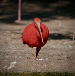 Close-up of a bird