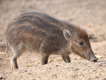 Side view of an animal on land