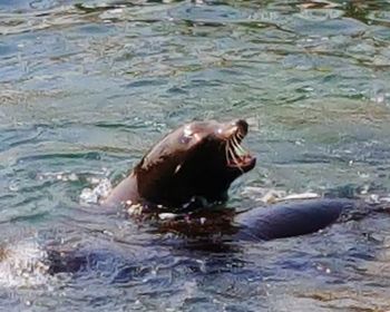 View of turtle in sea