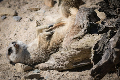 High angle view of animal on rock