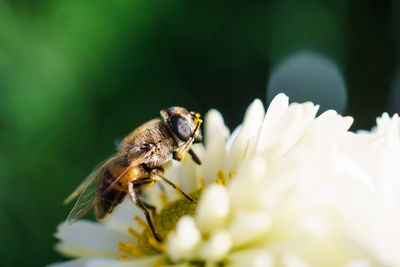 Close-up of bee on flower