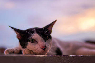 Cat and sunset