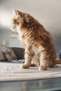 Cat looking away while sitting on table