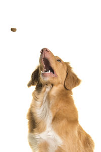 Dog looking away against white background