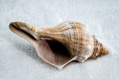 shell