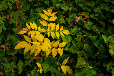 High angle view of yellow flowering plant leaves