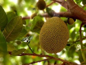 Close-up of fruit growing on tree