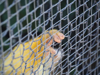 Close-up of cat in cage seen through chainlink fence