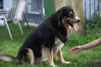 Close-up of dog looking away on field