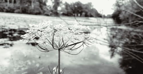 Close-up of wilted plant on field