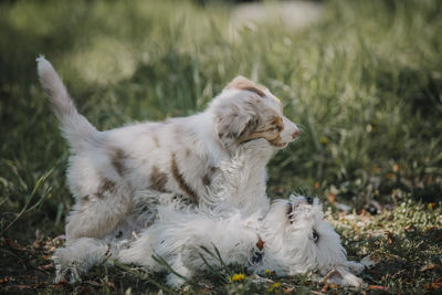 Dog teens 