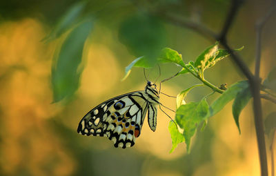 Close-up of butterfly on leaf