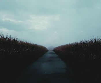 Narrow pathway along trees