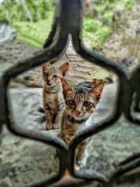 Portrait of kitten on tree trunk