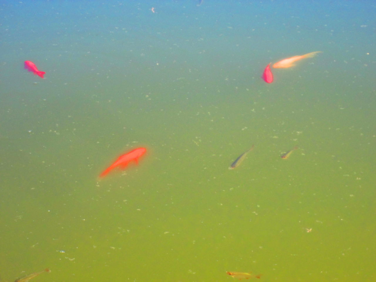 FISH SWIMMING UNDERWATER