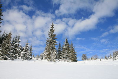 Pine trees on snow covered land against sky