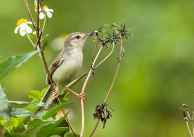 Close-up of bird perching on branch