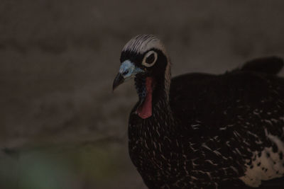 Close-up of bird