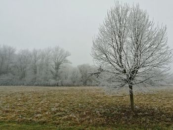 Bare trees on field against clear sky