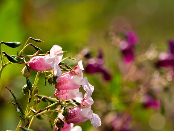 Close-up of pink flowers